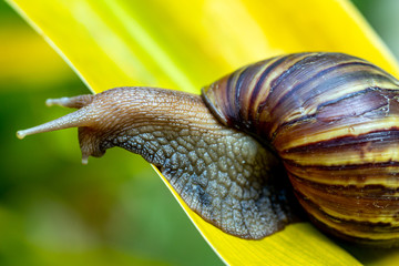 Snail with brown striped shell, crawling on large yellow leaf in garden