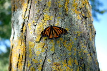 Monarch Butterfly Rests