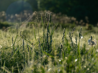 Wall Mural - picture with dandelions in the morning dew, close-up view