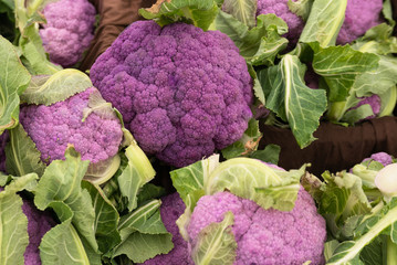 Wall Mural - Heads of Purple cauliflower with green leaves