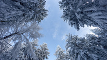 Snow Covered Trees And Sky