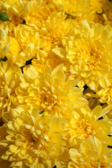 Sticker - Closeup of yellow  chrysanthemums. Floral background