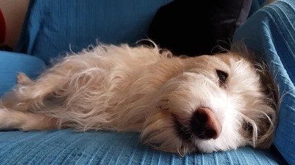 Wall Mural - White dog sleeping on the couch