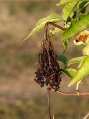 Wall Mural - elderberry in winter