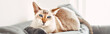 Blue-eyed oriental cat lying on couch sofa looking at camera. Fluffy domestic pet with blue eyes relaxing indoors at home. Adorable furry animal feline friend. Web banner header for website.