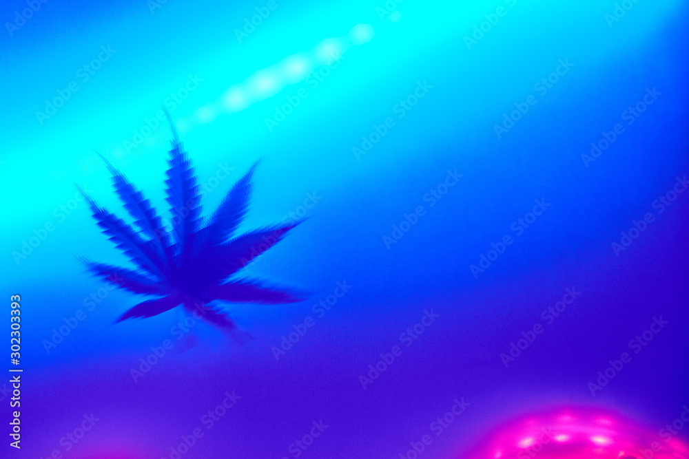 defocused marijuana cannabis leaf in a trendy neon light - obrazy, fototapety, plakaty 
