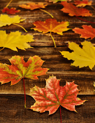 Wall Mural - autumn maple leaves background on on horizontal arranged boards. top view wooden table vertical fram