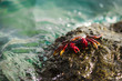 © Gabriel Trujillo/ADDICTIVE STOCK - From above bright red cab on smooth stone surrounded by foamy crystal water in Fuerteventura, Las Palmas, Spain picturesque