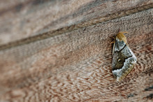 Closeup Moth With Gray Patterned Wings Sitting On Lumber Surface