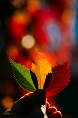 Crop person holding vibrant yellow red autumn leaves in soft back lit
