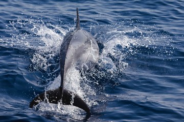 Rencontrer les dauphins