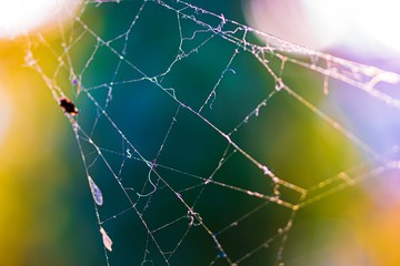 spider web with water drops