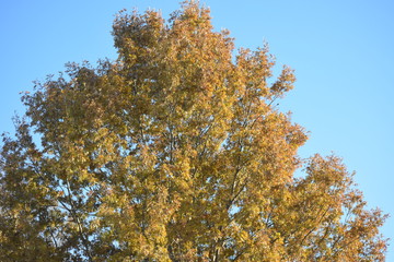 Poster - Autumn Tree