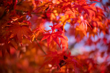 red autumn leaves