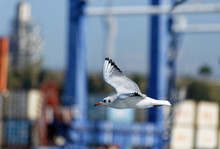Close View Of A Flying Seagull From Eye Level. Industrial Machines In Blurry Background.