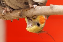 Closeup Shot Of A Funny Cockatiel Perching On A Tree Branch With A Red Background