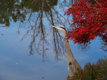 Closeup Of Great Blue Heron During Fall Foliage