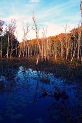 Canvas Print - Swampy marsh lands with barren trees, lily pads, and autumn color foliage in profile view