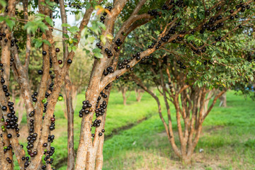 Wall Mural - jaboticaba tree with fruits