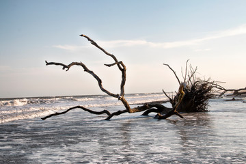 Wall Mural - Dead tree in the ocean