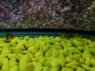 Yellow stones and small fish in the aquarium