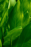Fototapeta Dmuchawce - Dark green leaves have natural beautiful patterns on a dark background for wallpapers.
