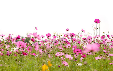 Wall Mural - cosmos flowers are blooming on a white background.