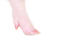 Hoof Little Piggy, Closeup, Isolated On White Background