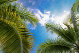Fototapeta Na sufit - In summer, coconut tree on blue sky background.