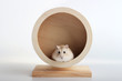 © TATIANA KIM - Funny dwarf hamster sits in a wooden wheel close-up, white background