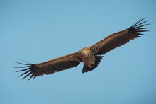 Himalayan Griffon Vulture Flying On Blue Sky