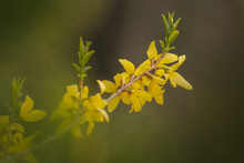  Forsythia, Yellow Bush Branch With Green Bokeh