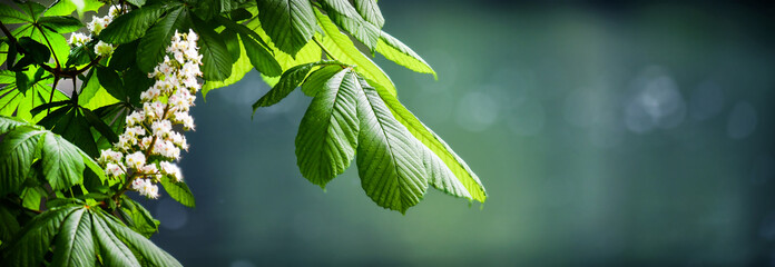 Blossoming chestnut tree in spring detail. Beautiful green twig or leaves and flowers with blur bokeh background wide banner or panorama.