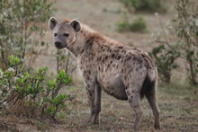 Female Spotted Hyena.