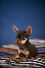 Wall Mural - Beautiful Russian Toy Terrier sits on a striped plaid on a blue background.