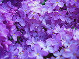 Fototapeta Kwiaty - Purple lilac