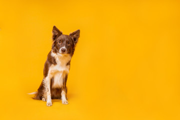 Wall Mural - Red and white border collie on yellow background