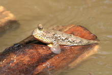 Close Up Mudskipper Fish,Amphibious Fish Standing On A Tree Branch At Mangrove Forest