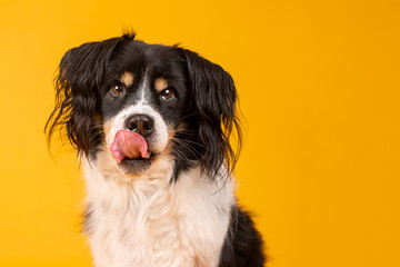 Wall Mural - Romanian rescue collie mix on yellow background 