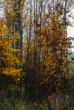 Fototapeta Las - herbstlicher Wald mit Laubbäumen