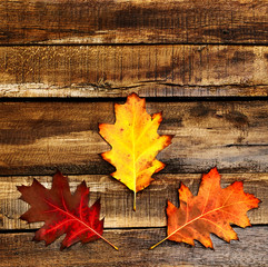 Wall Mural - autumn maple leaves on top view with copy space on wooden table vertical frame.
