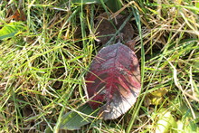 An Oak Leaf Lies Among Other Leaves And Pine Needles On The Floor In The Forest. Frost Kissed On A Cold Morning.