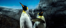 Group Of King Penguins On South Georgia Island Antarctica, Sky And Ice Mountain Background