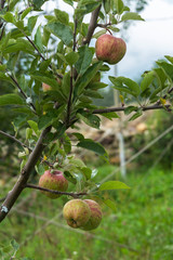 Wall Mural - Himachal Apples in orchard, Himachal Pradesh, India