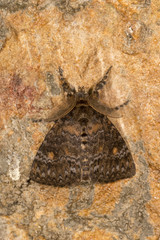 Wall Mural - Lymantria Incerta, Moth, Noctuoidea, Meghalaya, India