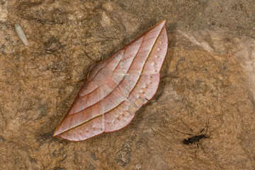 Wall Mural - Sarcinodes aequilinearia,  genus of moths in the family Geometrida, India