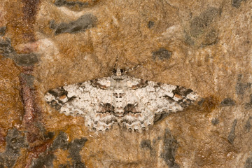 Wall Mural - Geometroidea, Moth, Cleora Fratoria, Meghalaya, India