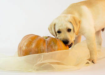 Little Labrador puppy with pumpkin on white background