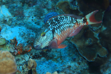 Wall Mural - Initial phase of Stoplight parrotfish