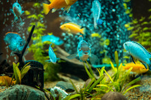 Goldfish In Freshwater Aquarium With Green Beautiful Planted Tropical. Fish In Freshwater Aquarium With Green Beautiful Planted Tropical.  Colorful Fish On Green Background.